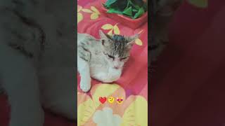 Subscription #cat #cats #kitten #kittens #mushuklar #mushukcha #mushuk #shorts #mushukchalar