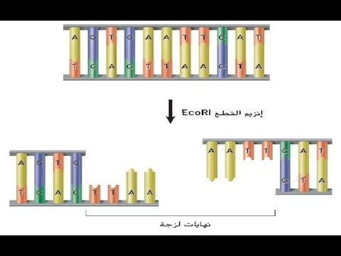 تكنولوجيا الحمض النووي   الجزء الأول ـ هندسة الجينات