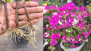 The effect of banana peel in cutting bougainvillea