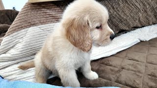 A puppy's reaction when he saw a vacuum cleaner for the first time! . 【Golden Retriever Japan】