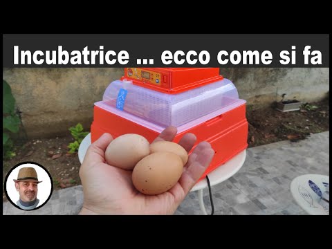 Video: Quando aumentare l'umidità nell'incubatrice?