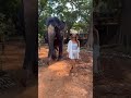 ඒ දෙන්නා🤍🐘