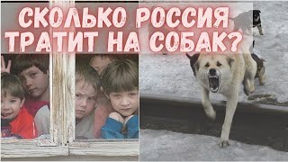 В России у собак лоббисты лучше, чем у людей