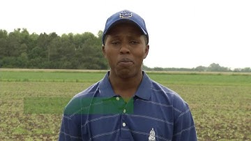 Damping-Off In Soybeans