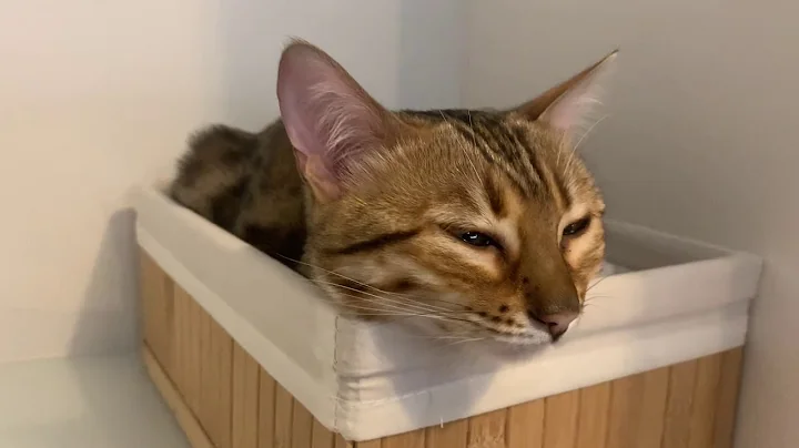 Watch the video about Brownie the bengal cat purring in the box