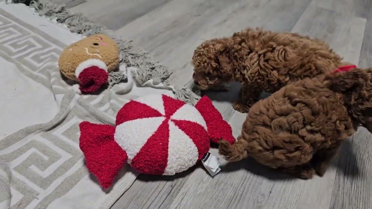 Indio & Galaxy maltipoo puppies small ,sweet and beautiful. 