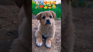 puppy 🐾🐶💝😍🤩😀😄 #amazing #art #ai #cover