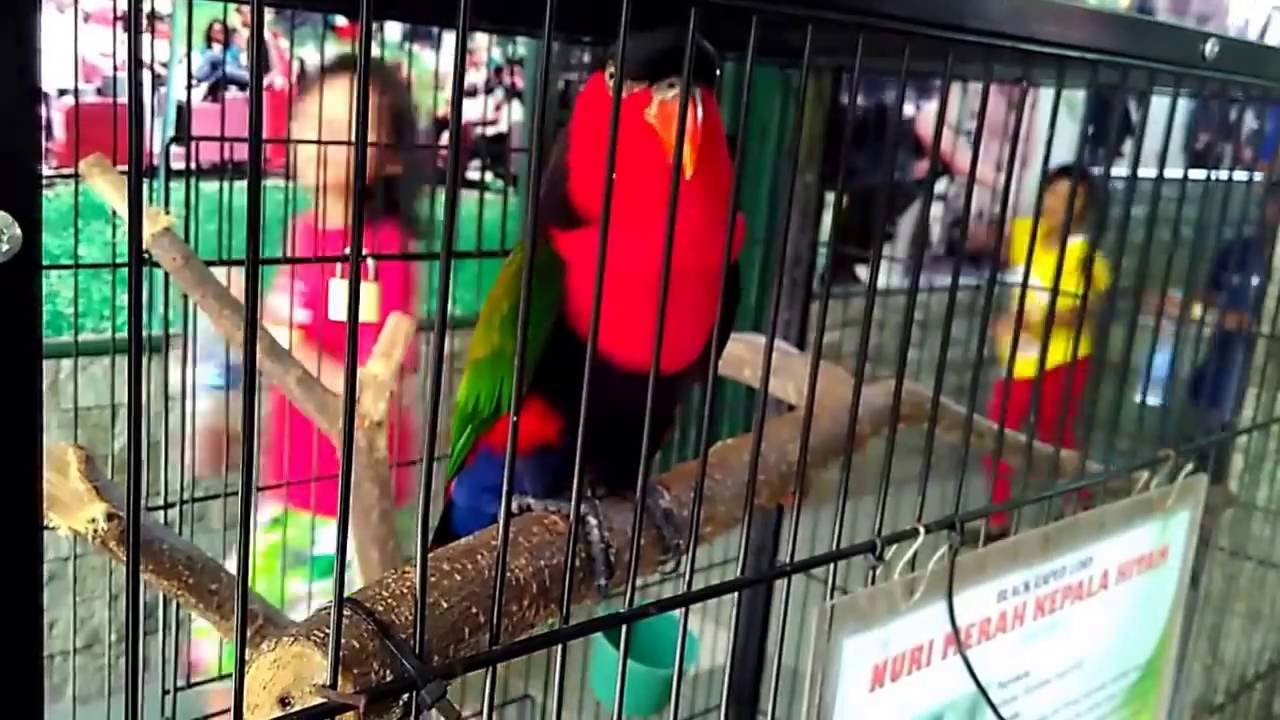 Wow Suara Indah Burung Nuri Nuri Merah Kepala Hitam Youtube