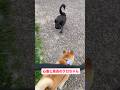 黒鳥のクロちゃん、心亜嫌いみたいで怒ってました。声に注意して聞いてね! #柴犬 #柴犬のいる暮らし #dogsofinstagram #dogshorts #shibainu #しばいぬ #心亜