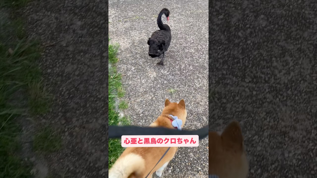 黒鳥のクロちゃん、心亜嫌いみたいで怒ってました。声に注意して聞いてね! #柴犬 #柴犬のいる暮らし #dogsofinstagram #dogshorts #shibainu #しばいぬ #心亜