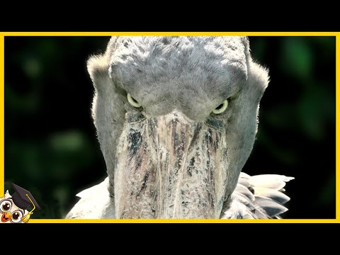 Video: Gli uccelli del terrore potrebbero volare?