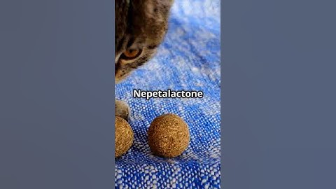 Why Cats Go Crazy for Catnip! Part 1