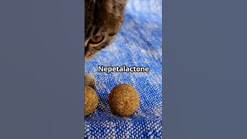 Why Cats Go Crazy for Catnip! Part 1
