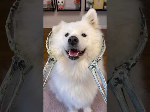 When you’re more beauty than brains 🥰 #dog #funny #samoyed #cuteanimals #smoothbrain