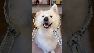 When you’re more beauty than brains  #dog #funny #samoyed #cuteanimals #smoothbrain