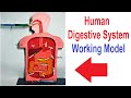 Digestive system working model for science project exhibition using syringes   diy  craftpiller