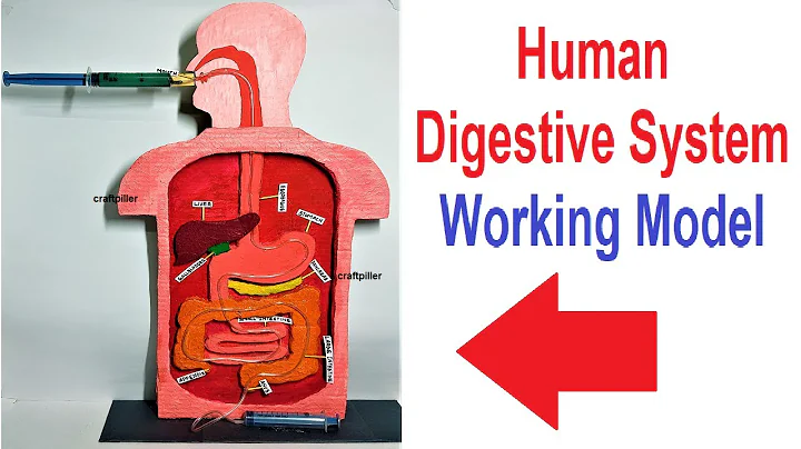 digestive system working model (3d) for science project exhibition using syringes   diy  craftpiller