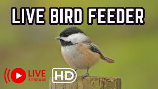 Holidays In New Orleans USA Southeast Birding, December live stream, Live birding