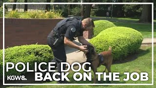 Vancouver Police Department K-9 shot in tail during fatal shooting returns to work