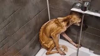 Scary Skinny Dog Hides in A Corner But With Sweet Gestures of Kind Man Changed His Life