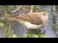 Western bonellis warbler  budnek horsk