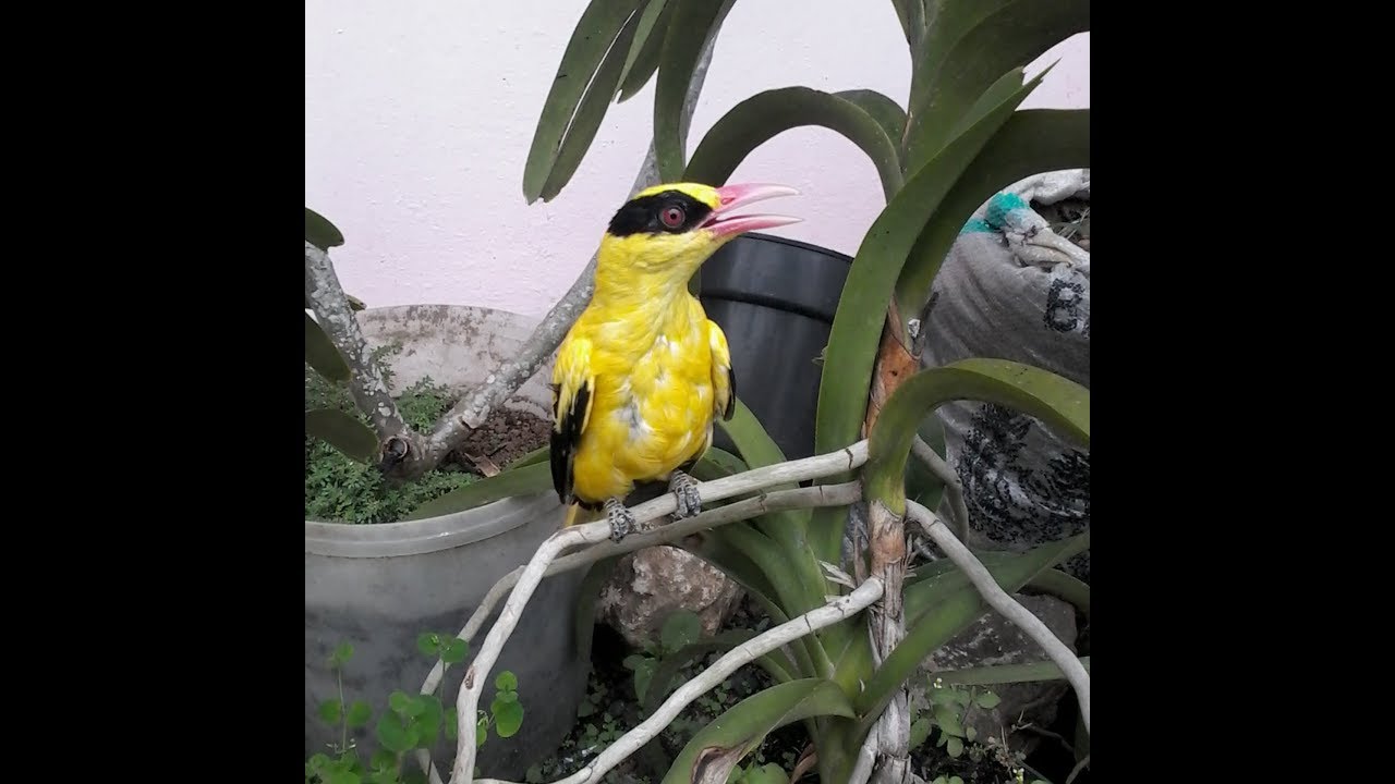 Burung Kepodang Emas Super Jinak Youtube