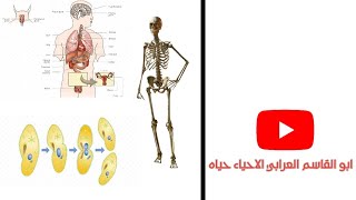 الاخراج فى الكائتات الحية الصف الثانى