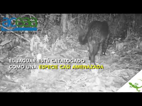 Bolivia: raro jaguar negro se observa por primera vez en bosques amazónicos de Santa Rosa del Abuná