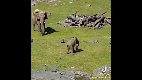 #eliphant #animals