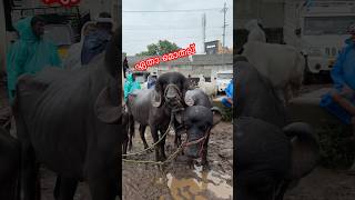 Full video വരുന്നുണ്ട് #baffalo #jafrabadi #reels #share #shorts