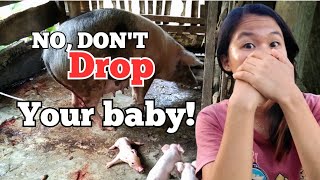 Angriest PIG Give BIRTH all in STANDING POSITION! by An, The Farmer  498 views 2 months ago 8 minutes, 46 seconds