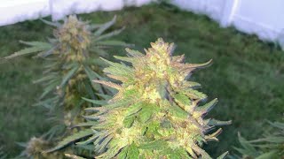 Outdoor Grow August 2 2024￼
