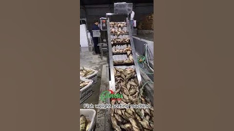 Revolutionize Seafood Processing with FISH WEIGHT SORTING MACHINES!