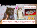 صار وقت الاكل و الحمام 😺💔 - تربية القطط الصغيره 😍 / Mohamed Vlog