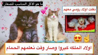 صار وقت الاكل و الحمام 😺💔 - تربية القطط الصغيره 😍 / Mohamed Vlog