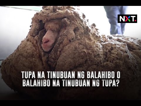 Video: Para saan ang advertising at ano ang epekto nito?