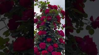 Beautiful pole of climbing roses // amazing rose flowers garden (11/5)