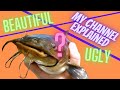 CATFISH: Beautiful or Ugly, What’s your Opinion?