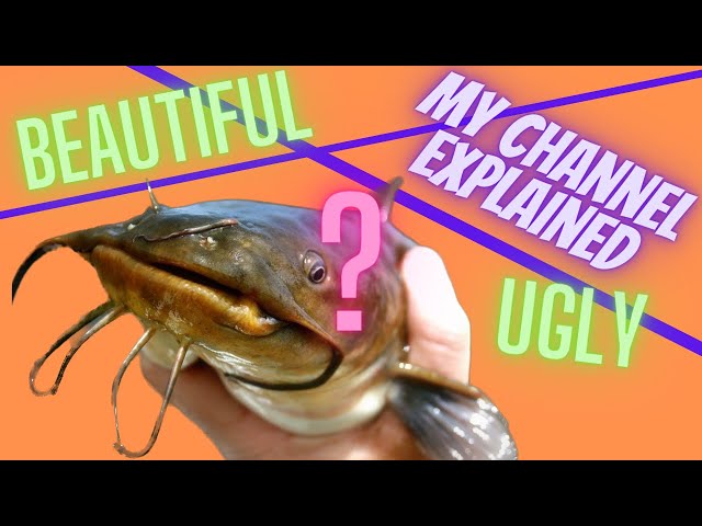 CATFISH: Beautiful or Ugly, What's your Opinion? 