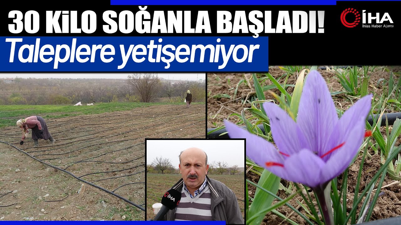 Emekli Oldu, 30 Kilo Soğanla Başladı: Bugün Türkiye’ye Safran Gönderiyor