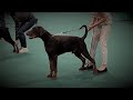 Don Pablo Nero di Angelo / Grand Prix Winner CACIB Show, Bp. HU / Brown Puppy Winner (2021 Dec 28)