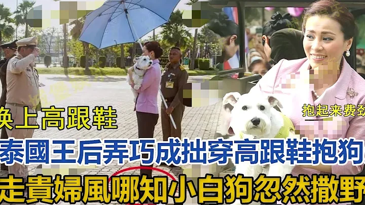 泰國王后弄巧成拙，穿高跟鞋抱狗走貴婦風，哪知小白狗忽然撒野｜宮廷秘史｜ - 天天要聞