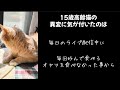 高齢猫の急性腸炎の話 動物病院 猫嘔吐 猫下痢症状