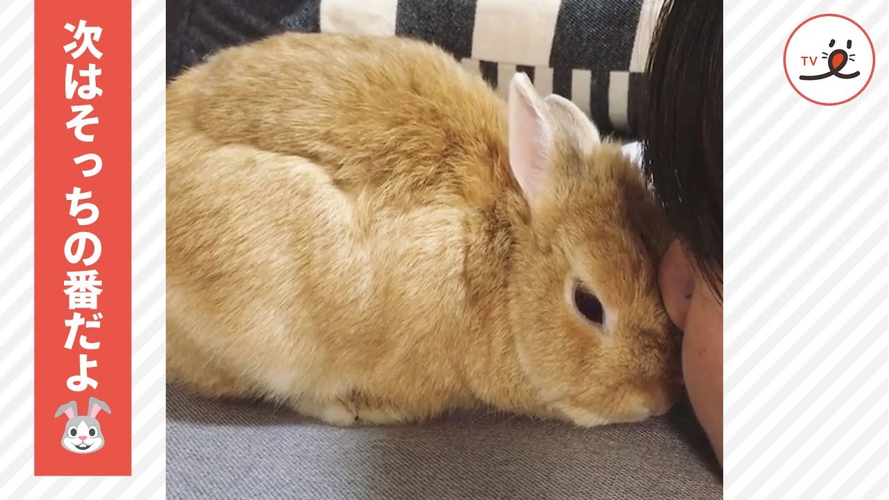 お姉ちゃんをペロペロした後に、ピタッと止まるうさぎさん → それには