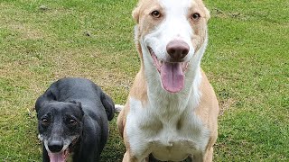 A walk with my two lurchers