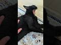 黒猫のあくびスイッチ😺 - How to make my cat yawn - #cat #shorts