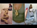 🐍Adorable Snake friends Is So Affectionate With Her |Video Compilation 🔴 Aww Animals Planet