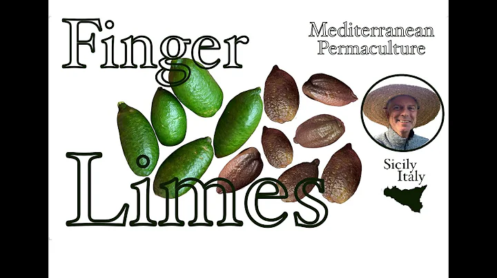 Finger Limes - Mediterranean Permaculture John Kaisner The Natural Farmer