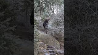 Merry Christmas Mama And Her Twins Have Been Enjoying Our Back Yard Sanctuary moose