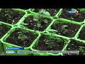 Ученые ЮФУ клонируют растения из Красной книги Ростовской области